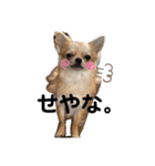 田中家の華麗なる イヌさん達（個別スタンプ：10）