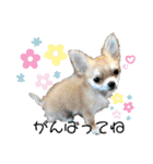 田中家の華麗なる イヌさん達（個別スタンプ：13）