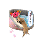 田中家の華麗なる イヌさん達（個別スタンプ：16）