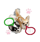 田中家の華麗なる イヌさん達（個別スタンプ：20）