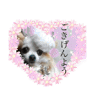 田中家の華麗なる イヌさん達（個別スタンプ：21）