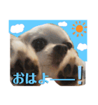田中家の華麗なる イヌさん達（個別スタンプ：23）