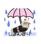 田中家の華麗なる イヌさん達（個別スタンプ：24）