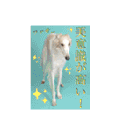 田中家の華麗なる イヌさん達（個別スタンプ：37）