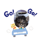 うちのにゃんこです。（個別スタンプ：5）