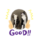 うちのにゃんこです。（個別スタンプ：8）
