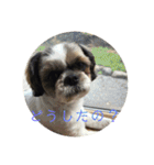 えちゃんすたんぷ（個別スタンプ：6）