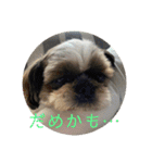 えちゃんすたんぷ（個別スタンプ：12）