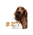 宮地家の犬（個別スタンプ：12）