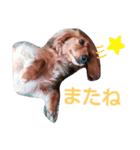 宮地家の犬（個別スタンプ：21）