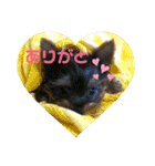 みるくのスタンプ（犬）（個別スタンプ：1）