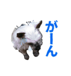 みるくのスタンプ（犬）（個別スタンプ：6）
