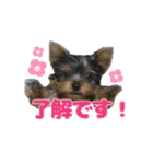 みるくのスタンプ（犬）（個別スタンプ：7）