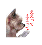 みるくのスタンプ（犬）（個別スタンプ：9）