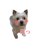 みるくのスタンプ（犬）（個別スタンプ：10）