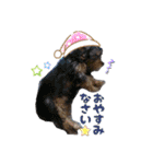 みるくのスタンプ（犬）（個別スタンプ：11）