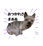 みるくのスタンプ（犬）（個別スタンプ：12）