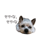 みるくのスタンプ（犬）（個別スタンプ：13）