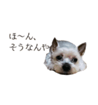 みるくのスタンプ（犬）（個別スタンプ：14）