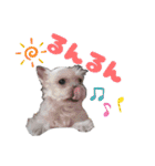 みるくのスタンプ（犬）（個別スタンプ：15）