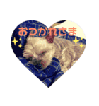 みるくのスタンプ（犬）（個別スタンプ：16）