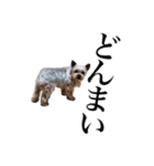 みるくのスタンプ（犬）（個別スタンプ：17）