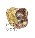 みるくのスタンプ（犬）（個別スタンプ：18）