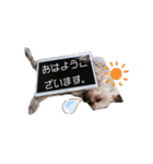みるくのスタンプ（犬）（個別スタンプ：20）