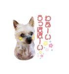みるくのスタンプ（犬）（個別スタンプ：21）
