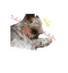 みるくのスタンプ（犬）（個別スタンプ：26）