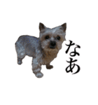 みるくのスタンプ（犬）（個別スタンプ：27）