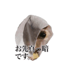 みるくのスタンプ（犬）（個別スタンプ：29）