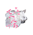 みるくのスタンプ（犬）（個別スタンプ：30）