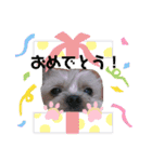 みるくのスタンプ（犬）（個別スタンプ：34）