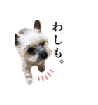 みるくのスタンプ（犬）（個別スタンプ：40）