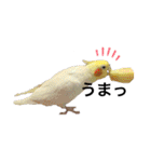 オカメのピー（個別スタンプ：1）
