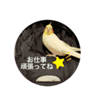 オカメのピー（個別スタンプ：5）