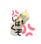 オカメのピー（個別スタンプ：6）