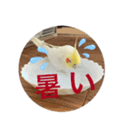 オカメのピー（個別スタンプ：7）