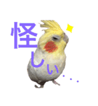 オカメのピー（個別スタンプ：8）