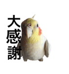 オカメのピー（個別スタンプ：11）