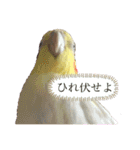 オカメのピー（個別スタンプ：14）