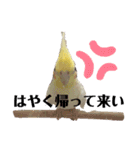 オカメのピー（個別スタンプ：16）