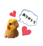 オカメのピー（個別スタンプ：31）