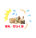 フレブル、さくらちゃんのデコメスタンプ（個別スタンプ：6）