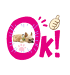 フレブル、さくらちゃんのデコメスタンプ（個別スタンプ：11）