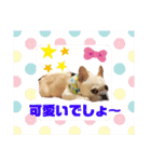 フレブル、さくらちゃんのデコメスタンプ（個別スタンプ：25）