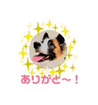 もちちゃん ！（Picture version）（個別スタンプ：1）