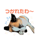 もちちゃん ！（Picture version）（個別スタンプ：2）