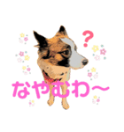 もちちゃん ！（Picture version）（個別スタンプ：10）